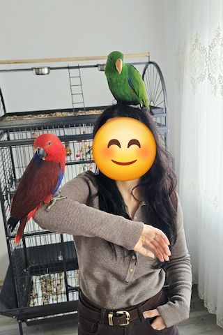 Salomonen Edelpapagei Paar Zahm, 7 Monate jung mit Voliere & Zubehör