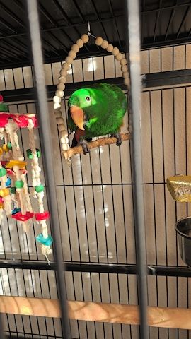 Salomonen Edelpapagei Paar Zahm, 7 Monate jung mit Voliere & Zubehör