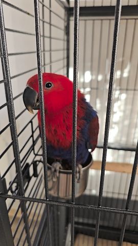 Salomonen Edelpapagei Paar Zahm, 7 Monate jung mit Voliere & Zubehör