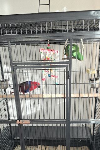 Salomonen Edelpapagei Paar Zahm, 7 Monate jung mit Voliere & Zubehör