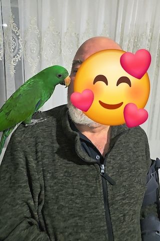 Salomonen Edelpapagei Paar Zahm, 7 Monate jung mit Voliere & Zubehör