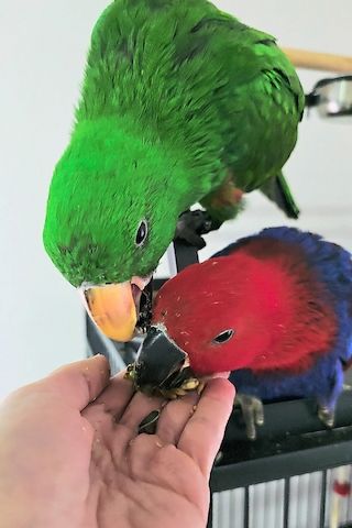 Salomonen Edelpapagei Paar Zahm, 7 Monate jung mit Voliere & Zubehör