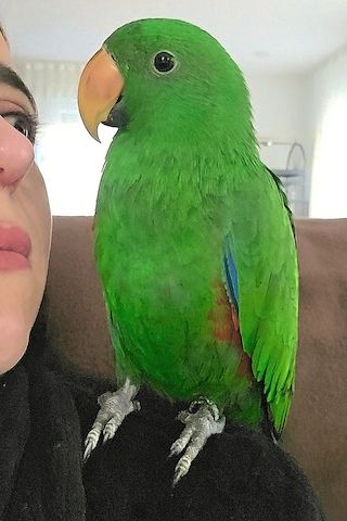 Salomonen Edelpapagei Paar Zahm, 7 Monate jung mit Voliere & Zubehör