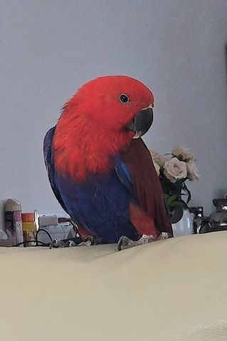 Salomonen Edelpapagei Paar Zahm, 7 Monate jung mit Voliere & Zubehör