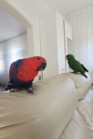 Salomonen Edelpapagei Paar Zahm, 7 Monate jung mit Voliere & Zubehör