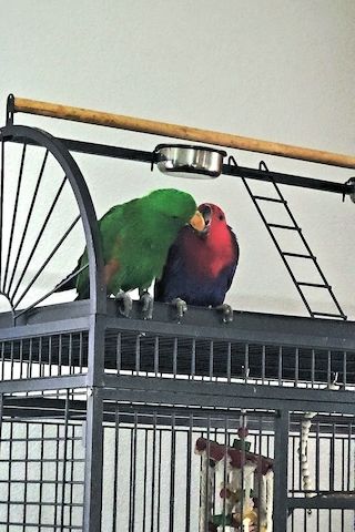Salomonen Edelpapagei Paar Zahm, 7 Monate jung mit Voliere & Zubehör