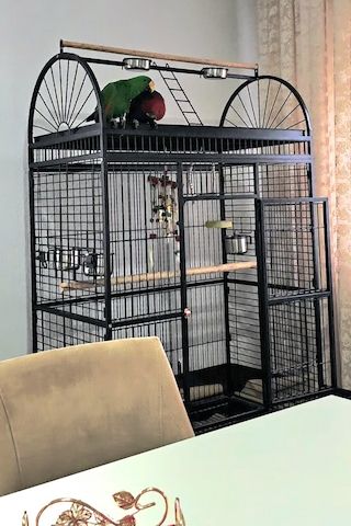 Salomonen Edelpapagei Paar Zahm, 7 Monate jung mit Voliere & Zubehör