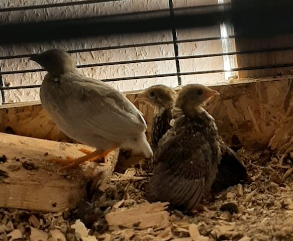 hübsche Chinesische Zwergwachtelhähne