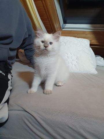 Heilige Birma Kitten Katzenbabys