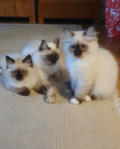 Heilige Birma Kitten Katzenbabys