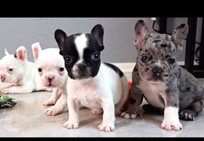 +Französische Bulldoggenwelpen mit PP