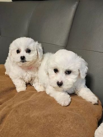 Reinrassige Maltesel Welpen suchen ein liebevolles Zuhause .