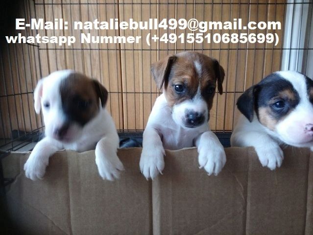 Jack Russell Welpen