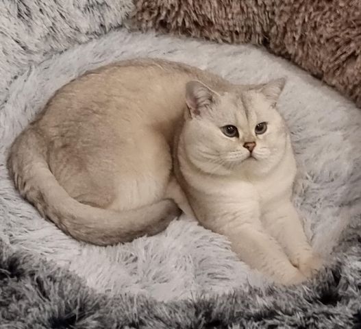 Deckkater Stammbaum blauen Augen BKH Farbe seal-silver-shaded-point ns 11-33