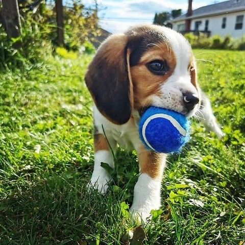 Beagle-Welpe