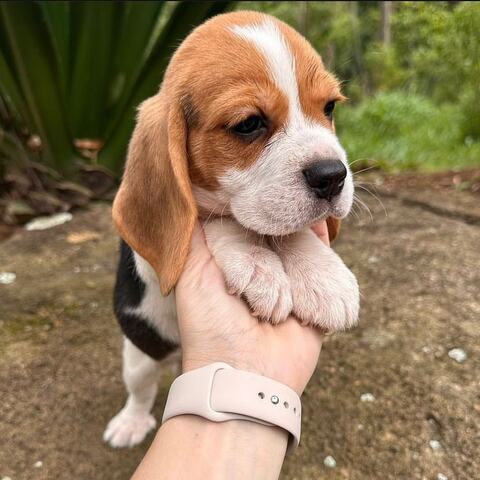Beagle-Welpe