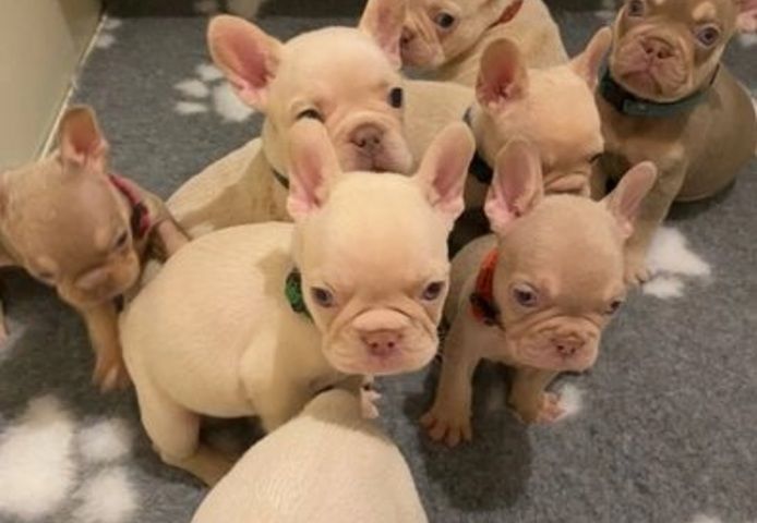Französische Bulldoggenwelpen zur Adoption