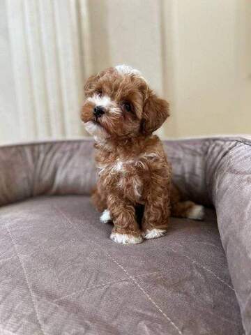 Entzückende Maltipoo-Welpen