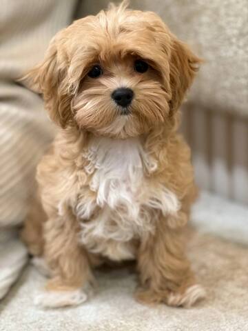 Maltipoo-Welpen/