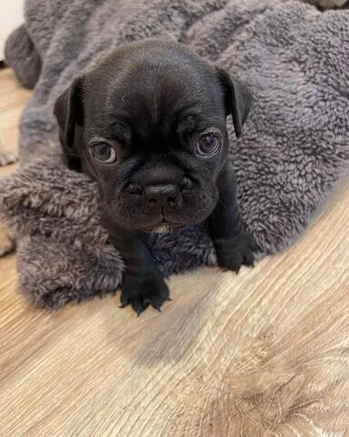 Französische Bulldoggenwelpen zur Adoption..