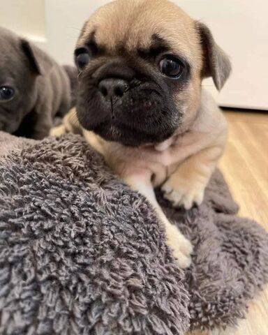 Französische Bulldoggenwelpen zur Adoption..