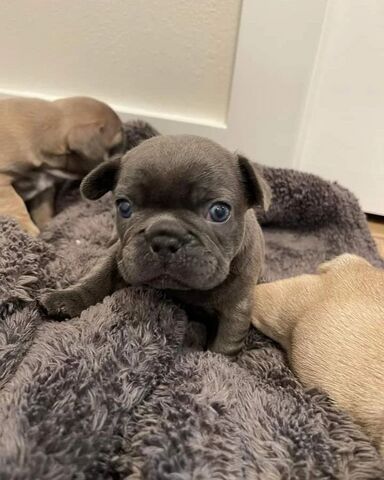 Französische Bulldoggenwelpen zur Adoption..