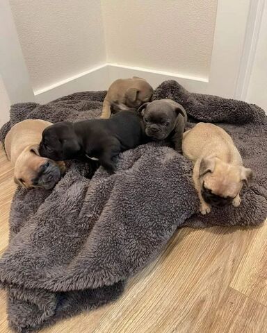 Französische Bulldoggenwelpen zur Adoption..