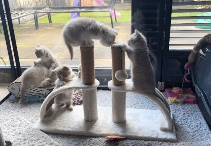 BHK Britisch Kurzhaar Rüden und Hündinnen