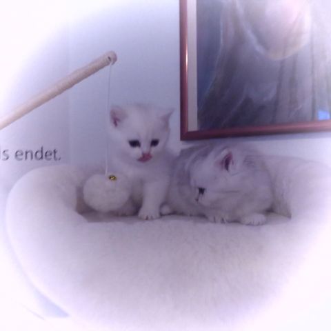 zauberhafte BKH-Kitten