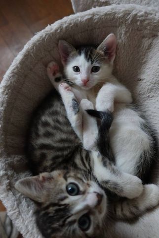 Bengal mix Katzenbabies