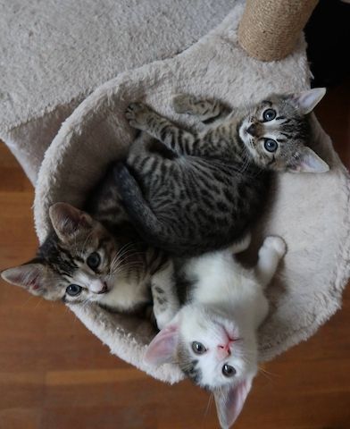 Bengal mix Katzenbabies