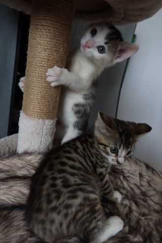 Bengal mix Katzenbabies
