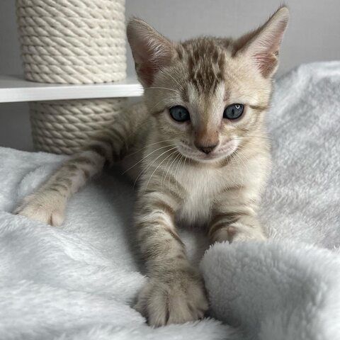 Bengal-Kätzchen zu vermitteln