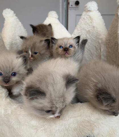 Ragdoll-Kätzchen