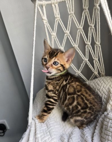 Bengalkatzen