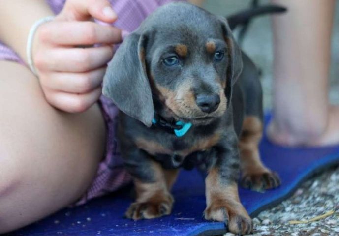 Top Qualität Dackel Welpen