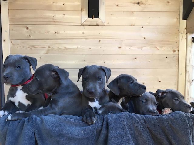American Blueline Pitbull Welpen