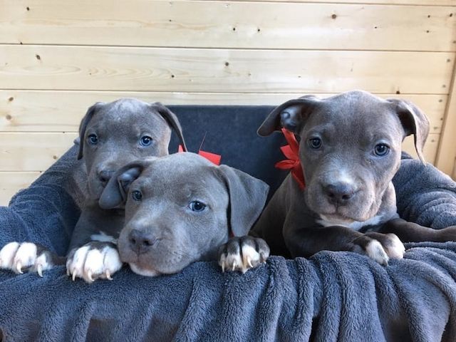 American Blueline Pitbull Welpen