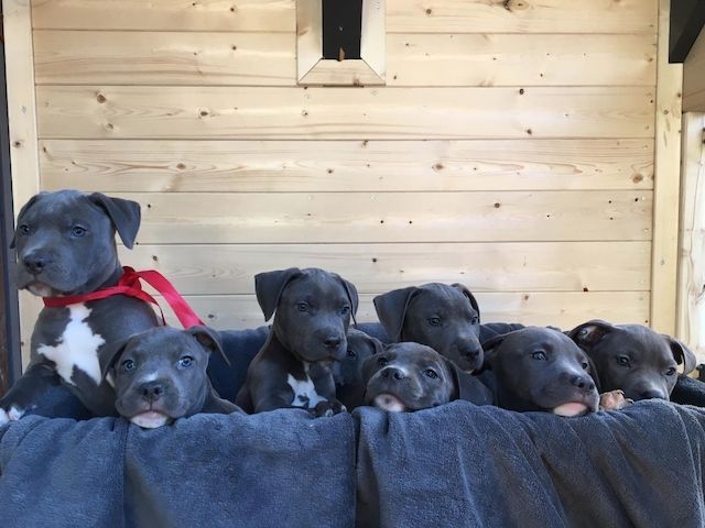 American Blueline Pitbull Welpen