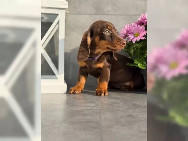 Typvolle Schön Dackel Welpen.