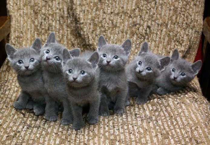 Russian blue Kätzchen