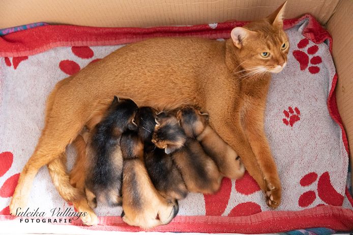 Abessinier Variant Katze reinrassig