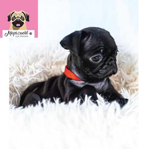 Mopsmädchen mit Gesundheitszeugnis & Ahnentafel – abgabebereit!