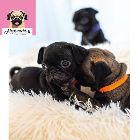 Mopsmädchen mit Gesundheitszeugnis & Ahnentafel – abgabebereit!