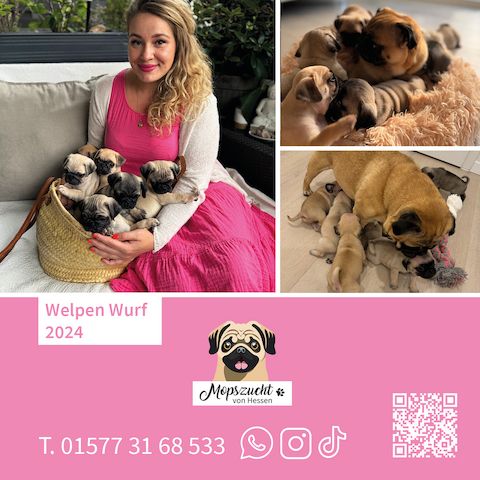 Mopsmädchen mit Gesundheitszeugnis & Ahnentafel – abgabebereit!