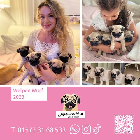 Mopsmädchen mit Gesundheitszeugnis & Ahnentafel – abgabebereit!