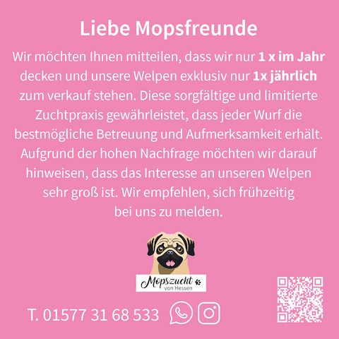 Mopsmädchen mit Gesundheitszeugnis & Ahnentafel – abgabebereit!