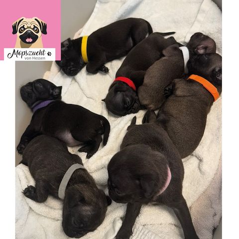 Mopsmädchen mit Gesundheitszeugnis & Ahnentafel – abgabebereit!