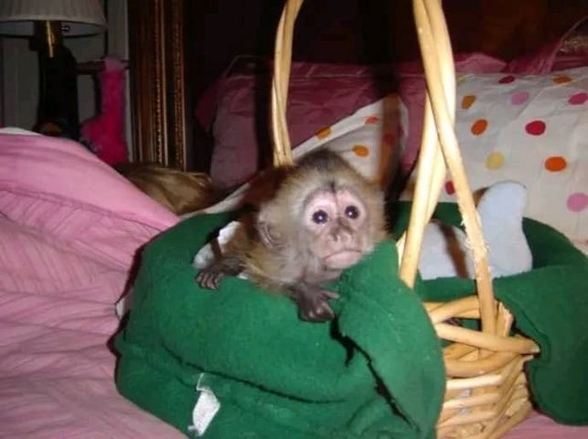 Niedliche Affenbabys zur Adoption