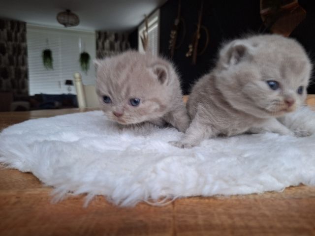 Britische Kurzhaar-Kätzchen zur Adoption